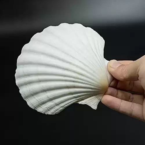 10 PCS 4-5 inch Large Scallop Shells