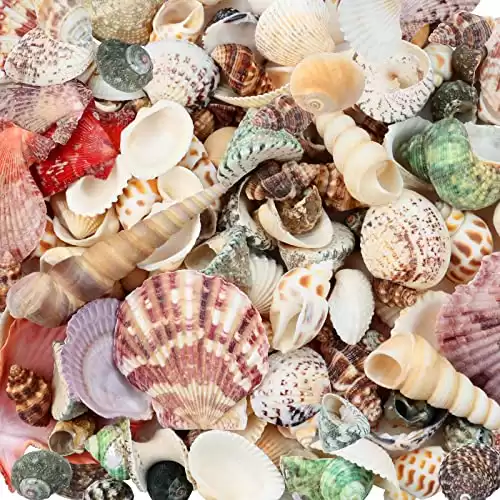 Weoxpr 200 Pcs Sea Shells Bulk Mixed Ocean Beach Seashellsl