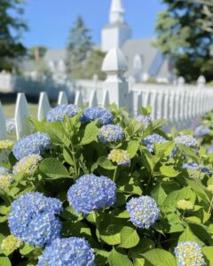 gorgeous blue hydrangeas on Cape Cod