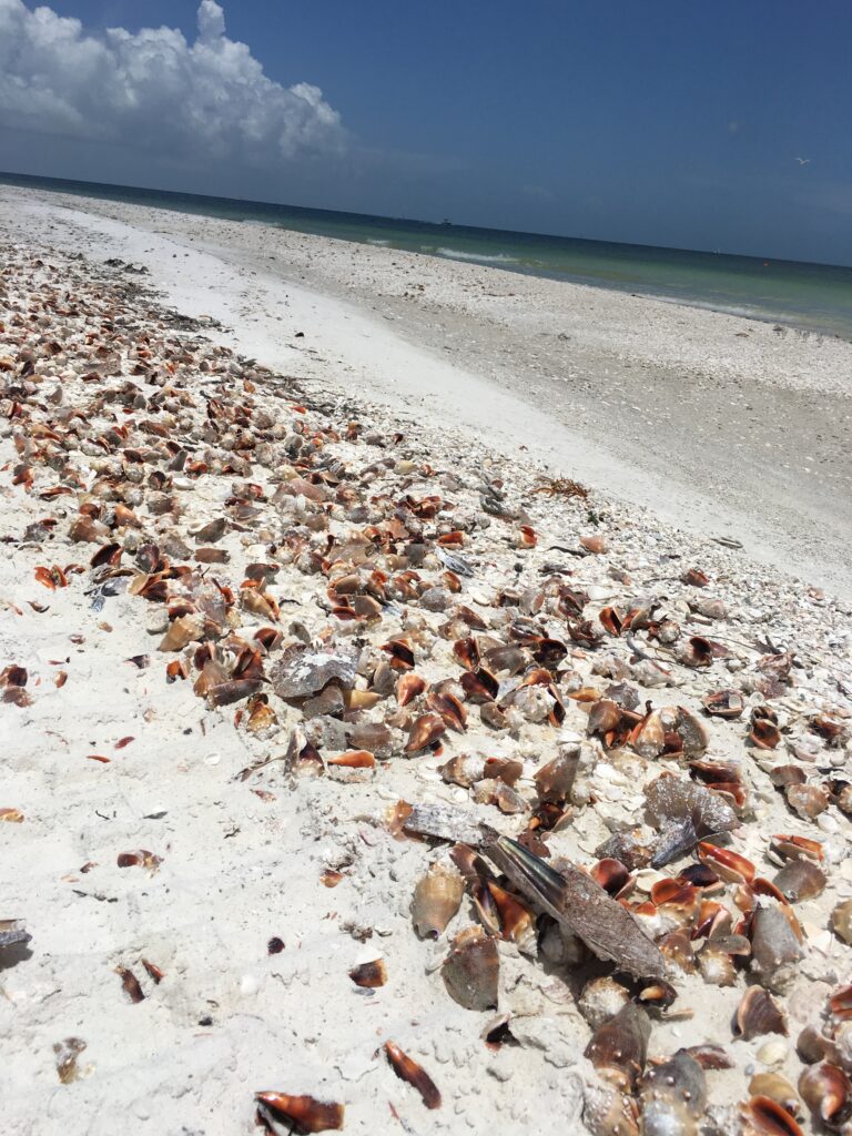 florida beach with lots of sdeashells